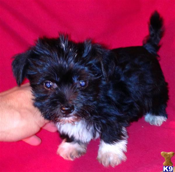 Puppies in CA